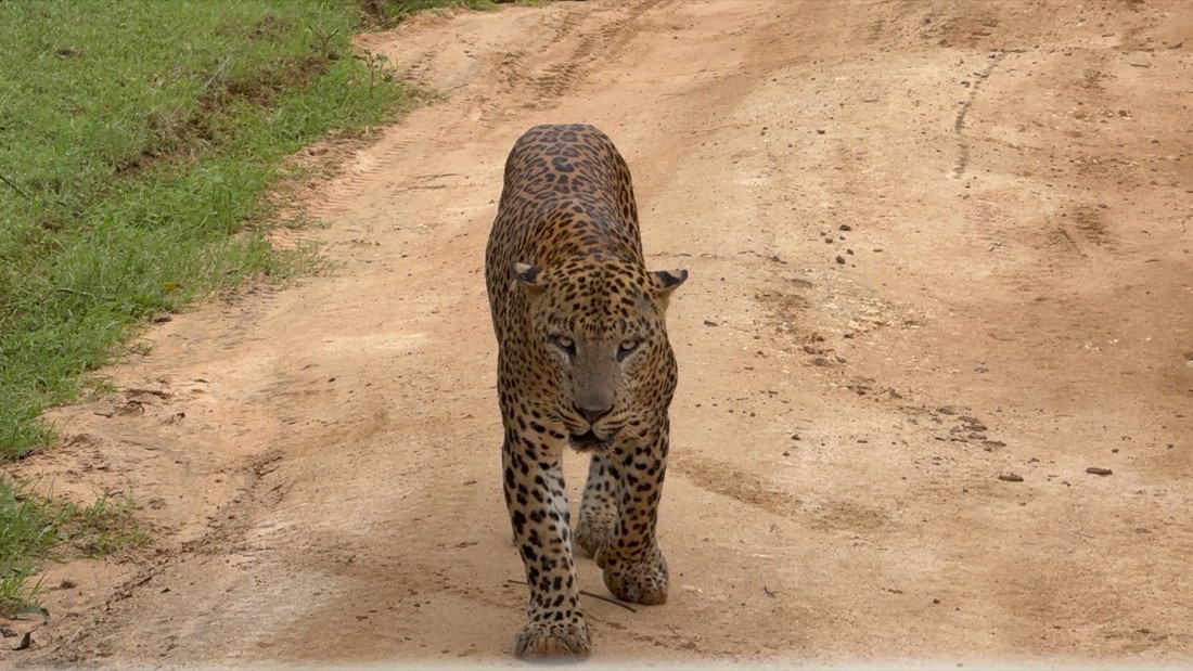 safari