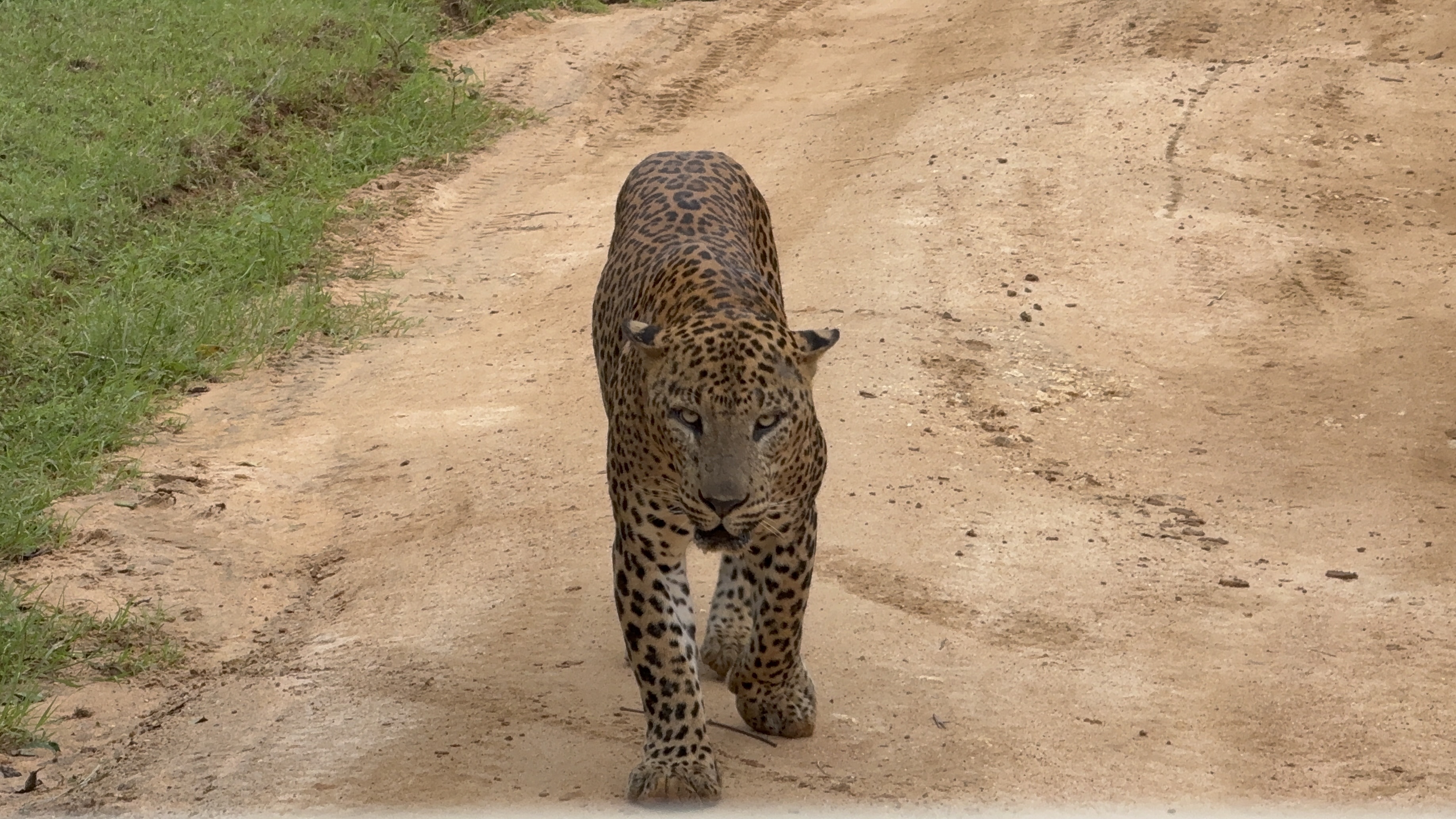 safari