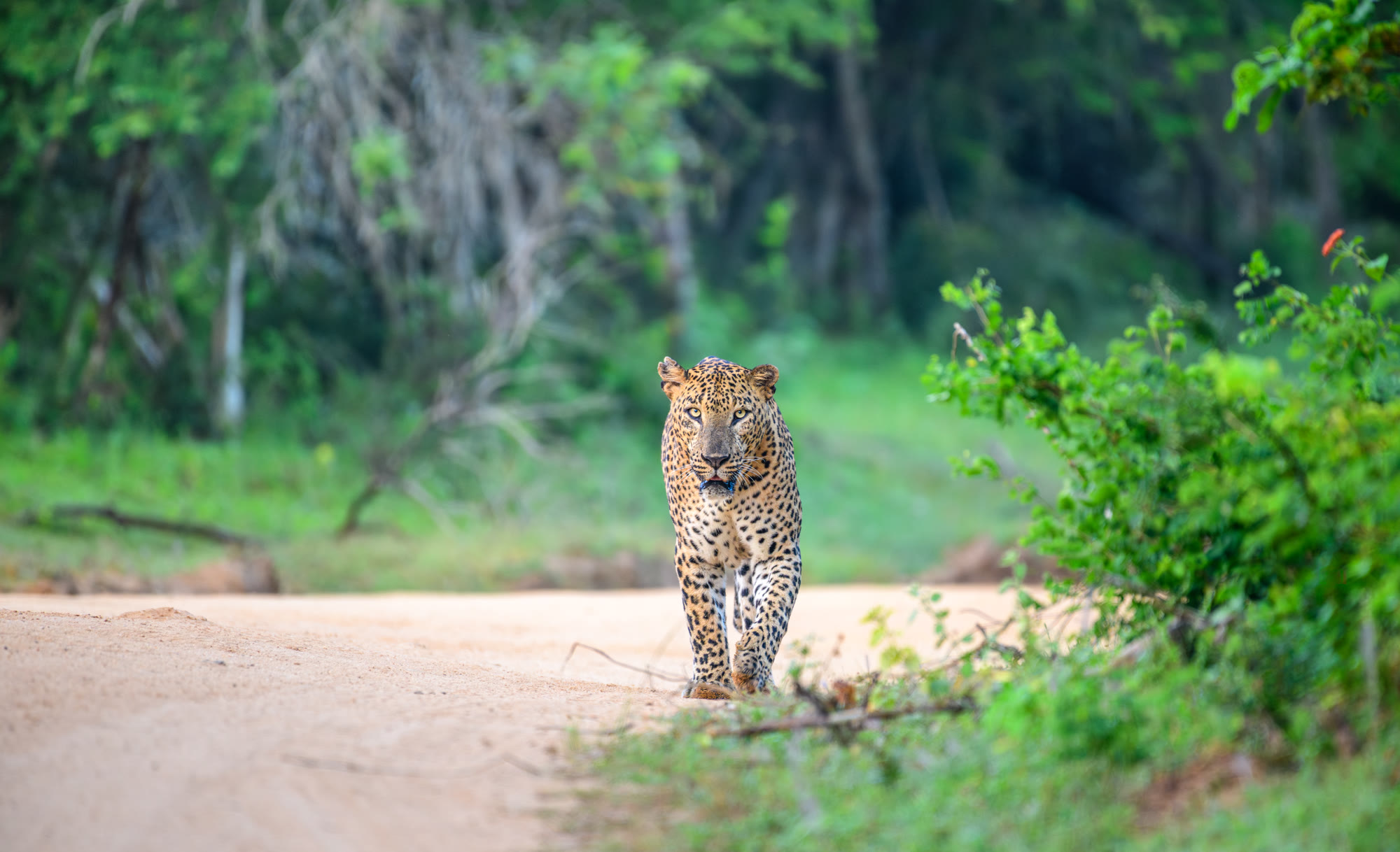 leopard at yala national park